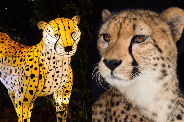 Holiday Lights - Cheetah