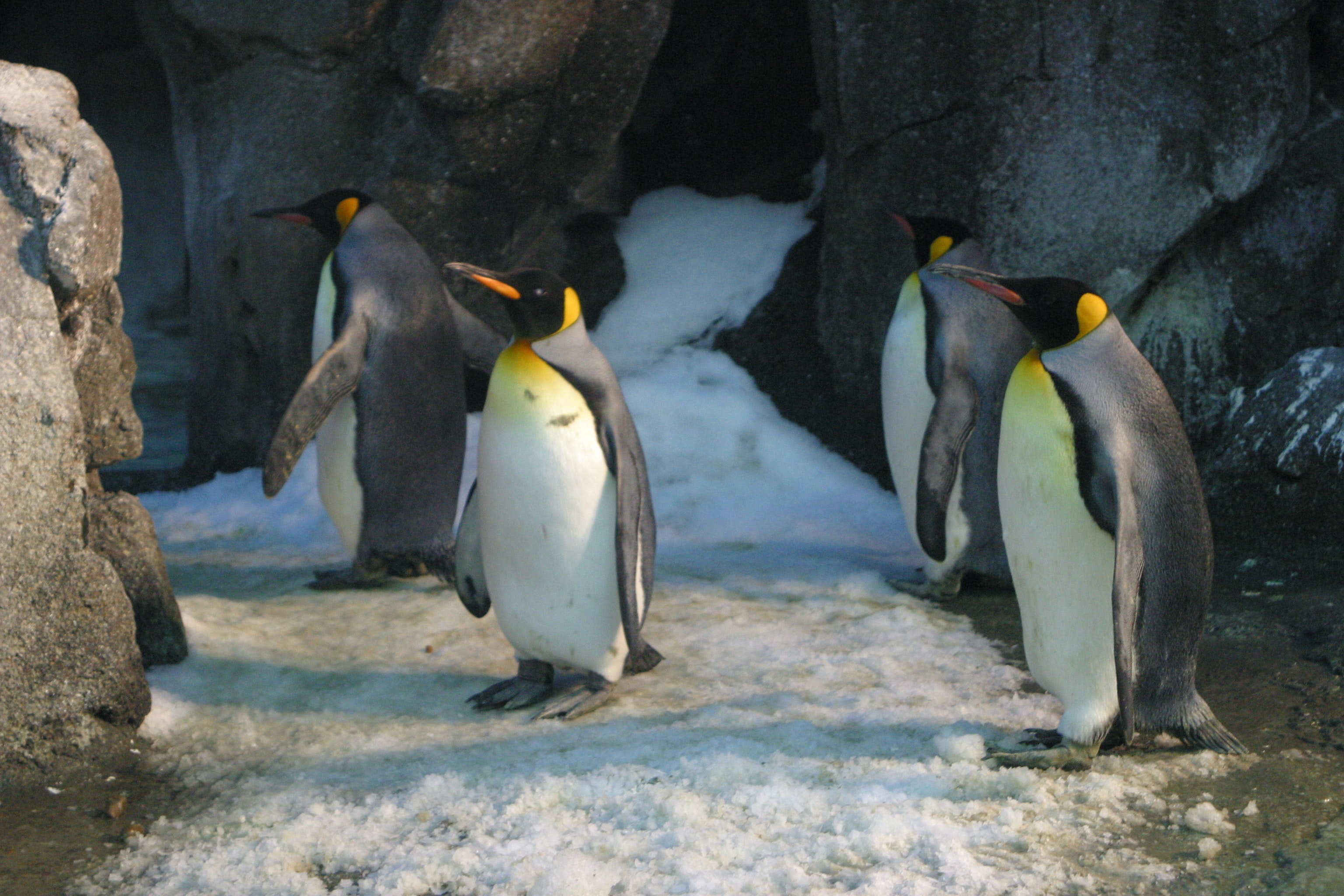 Penguin Photo